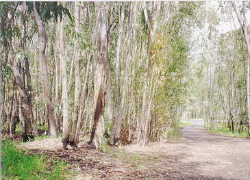 The Eucalyptus Grove That Jack Planted