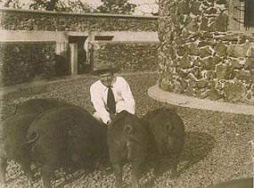 Jack London Feeding Pigs