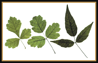 Poison Oak Leaves